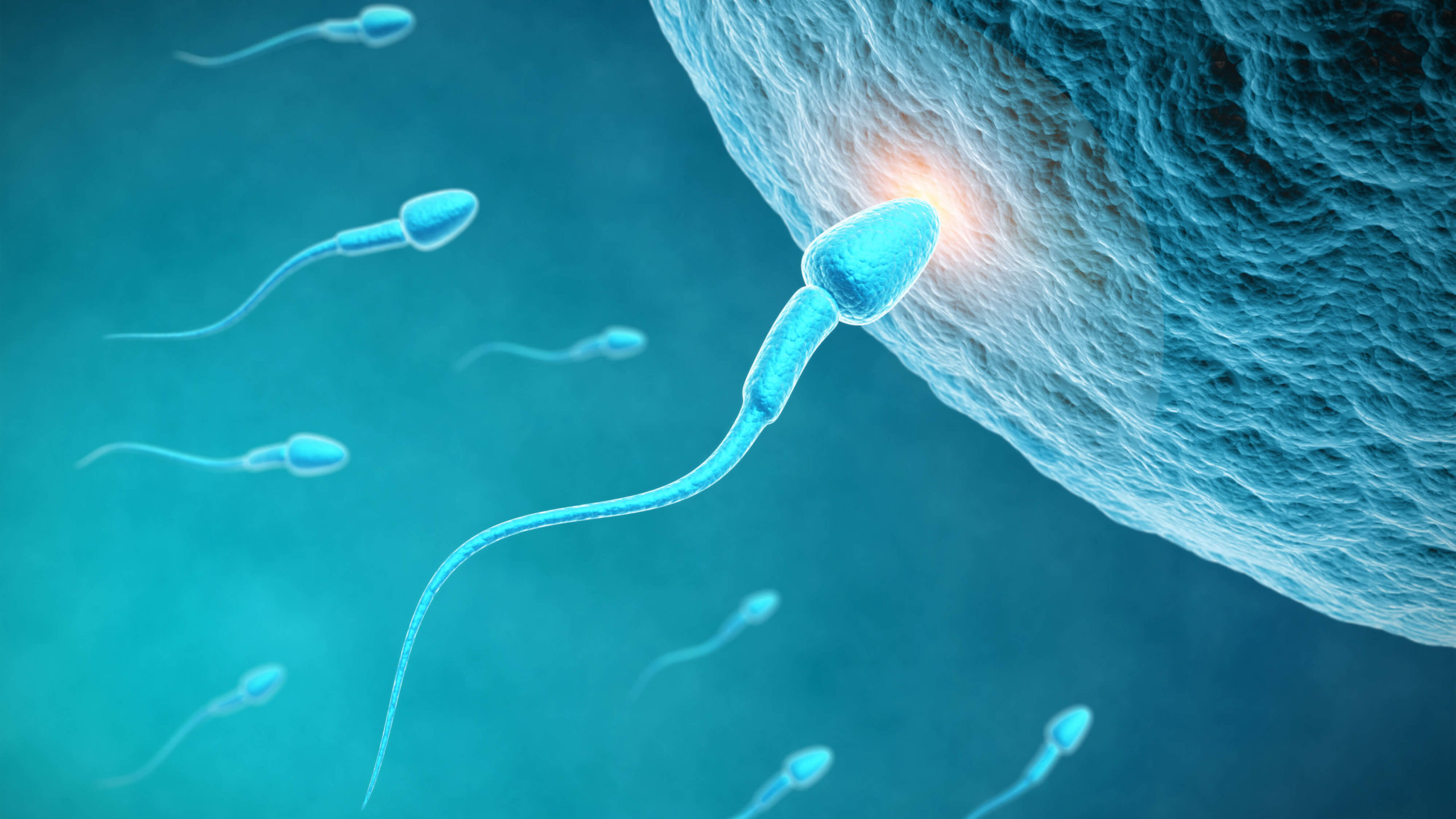 Mýty o spermiích