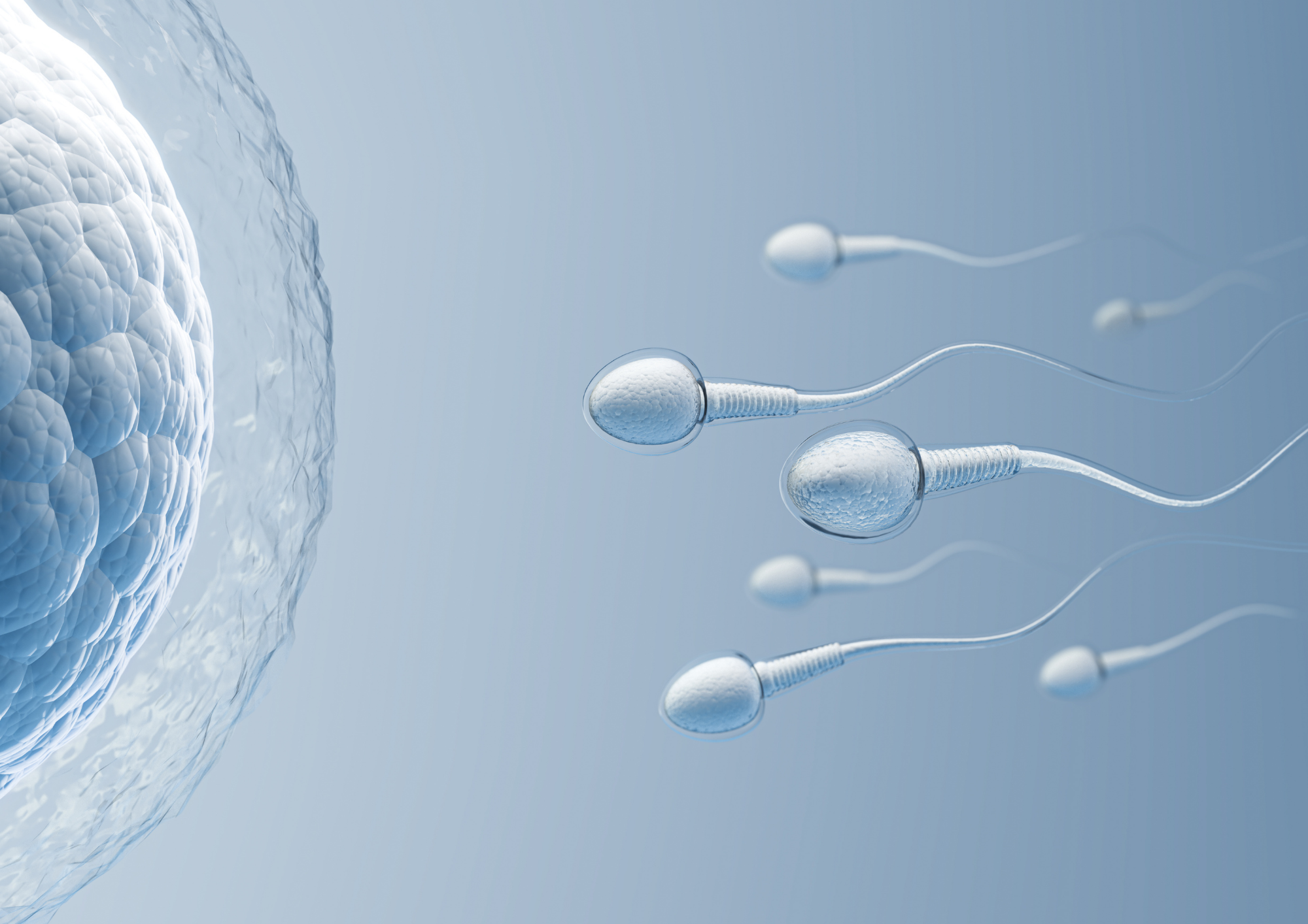 Vyšetření kvality spermií – spermiogram