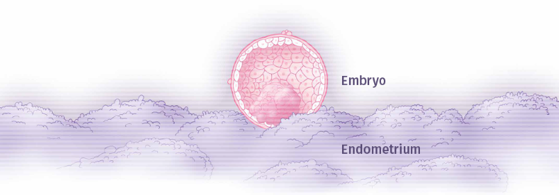 endometrium